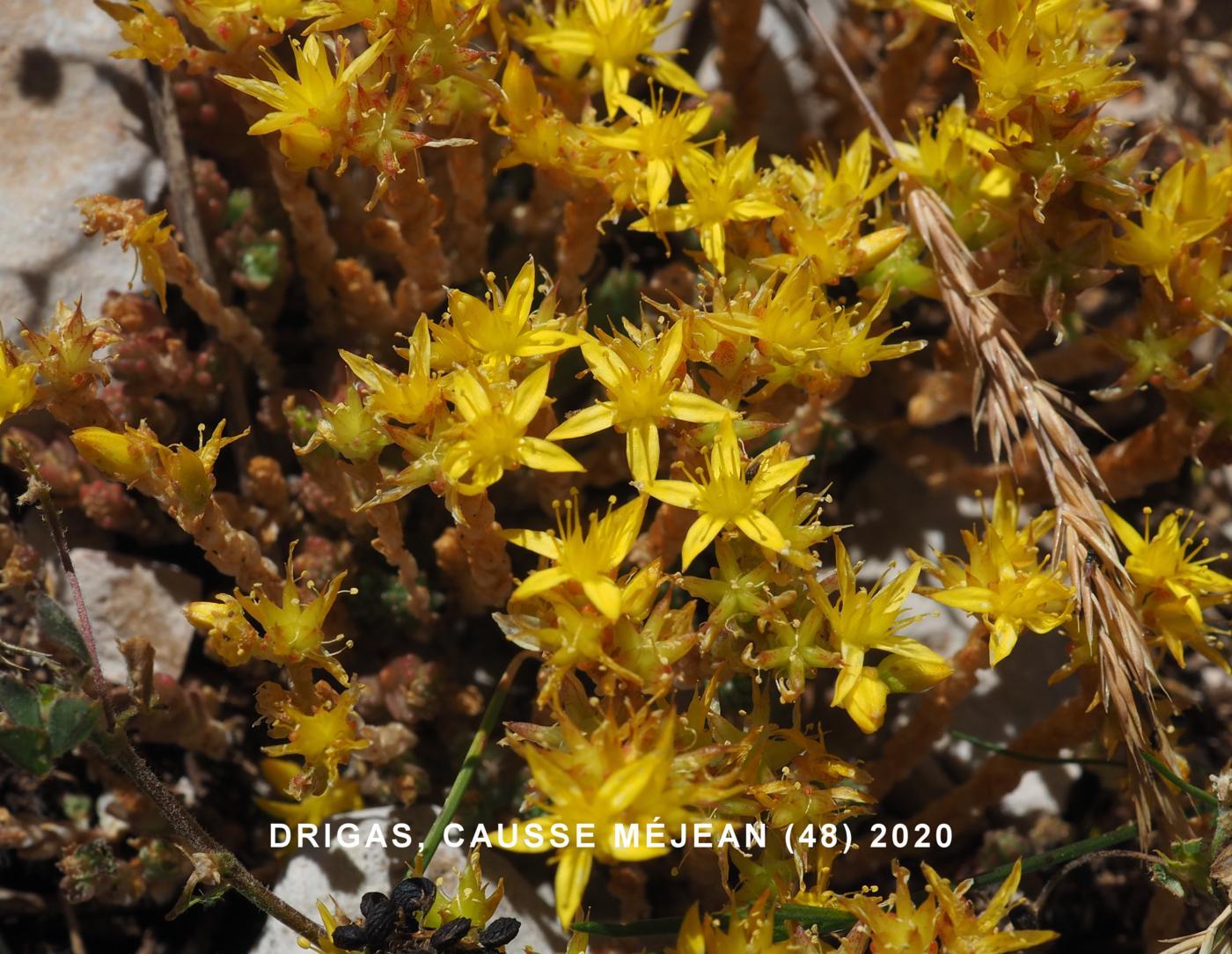 Stonecrop,Wall-pepper flower